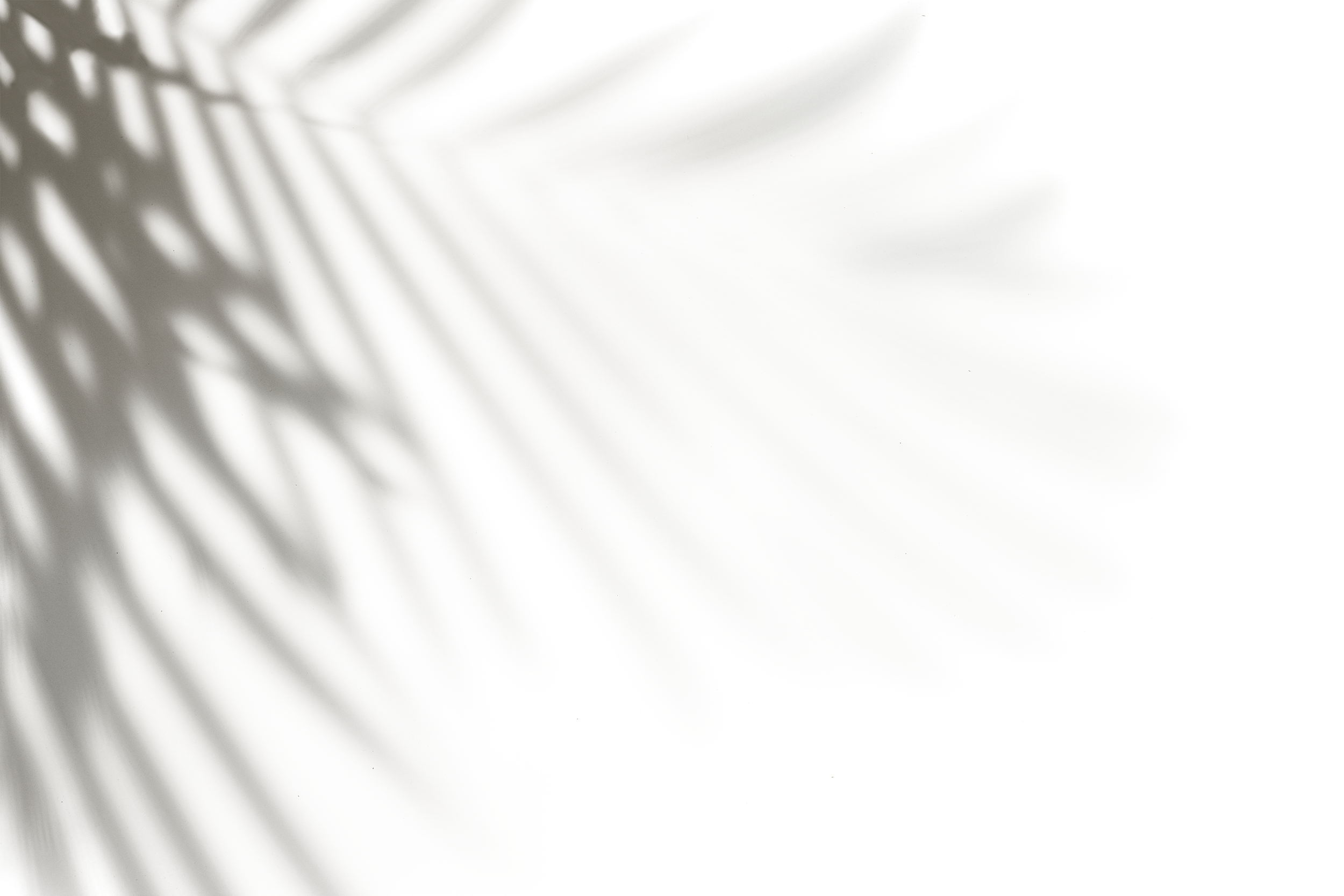 Palm Leaves Shadow